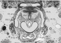 The body of the hyoid, thyroid laminae, and cricoid cartilage