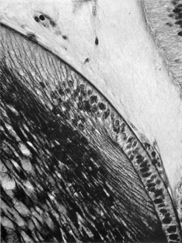 Fibrogenetic area of the lens