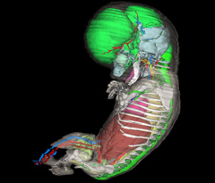 Complete Embryo