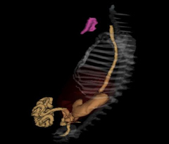 Digestive System