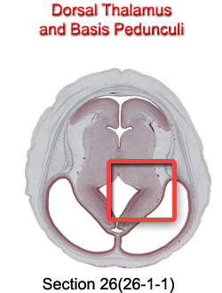 Dorsal Thalamus and Basis Pedunculi