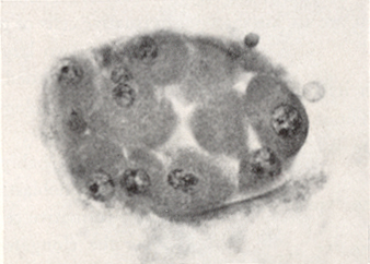 Embryo 8794