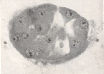 Embryo 8794