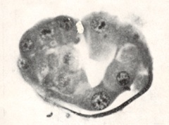 Embryo 8794
