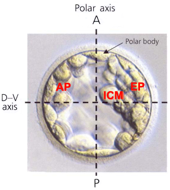 Axes of the blastocyst