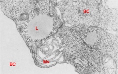 Junctional region of two trophoblast cells
