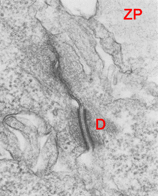 Junctional complex between two trophoblast cells