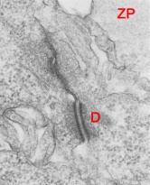 Junctional complex between two trophoblast cells