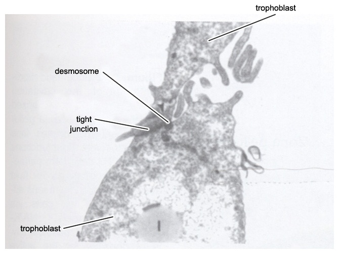 Cell junction between two trophoblast cells