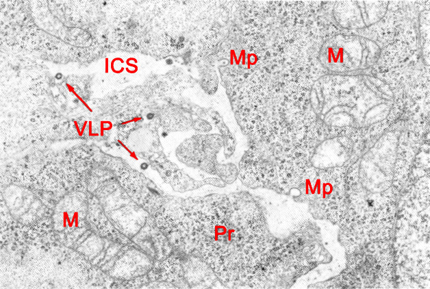 Virus like particles in the intercellular space