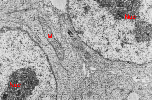 Two adjacent epiblast cells of the inner cell mass (embryoblast)