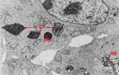 Cytoplasmic inclusions in an epiblast cell