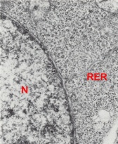 Portion of the nucleus of an epiblast cell