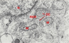 Hypoblast cell