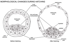 Morphological changes during hatching