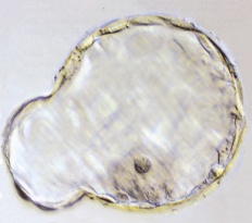 Partially hatched embryo