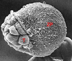 An embryo in the partial phase of hatching