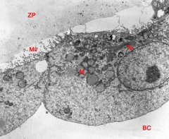 Plump zona-breaker cells near the hatching point