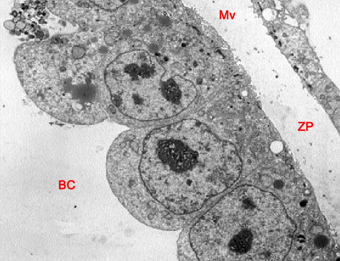 Plump zona-breaker cells near the hatching point