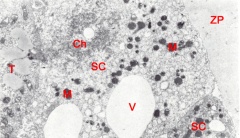 Sequestered cells between zona pellucida and trophoblast