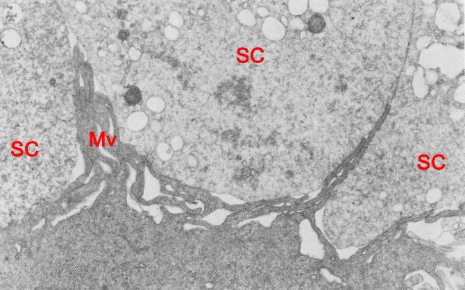 Sequestered cells in polar trophoblast region