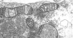 Hatched embryo showing details of mitochondria