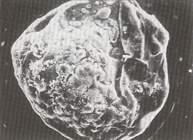 Embryo prior to hatching