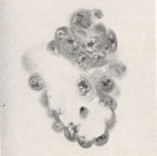 Embryo 8663