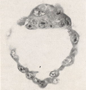 Embryo 8663