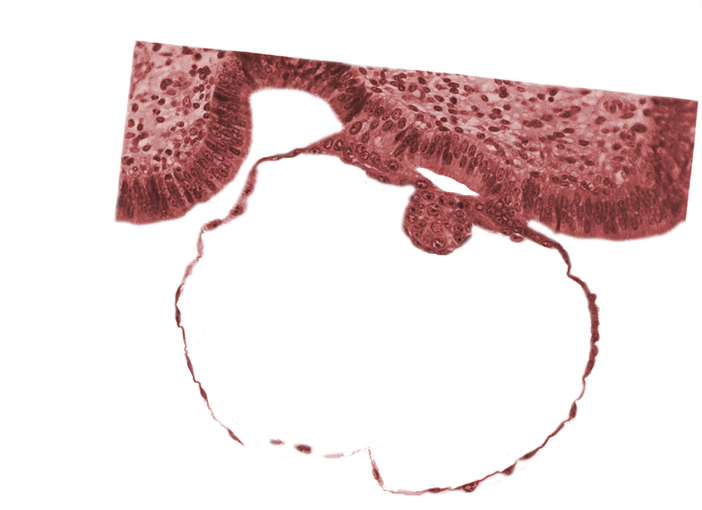 blastocystic cavity (blastocoele), cytotrophoblast, epiblast, gap in contact area, hypoblast, mural trophoblast, syncytiotrophoblast, uterine cavity