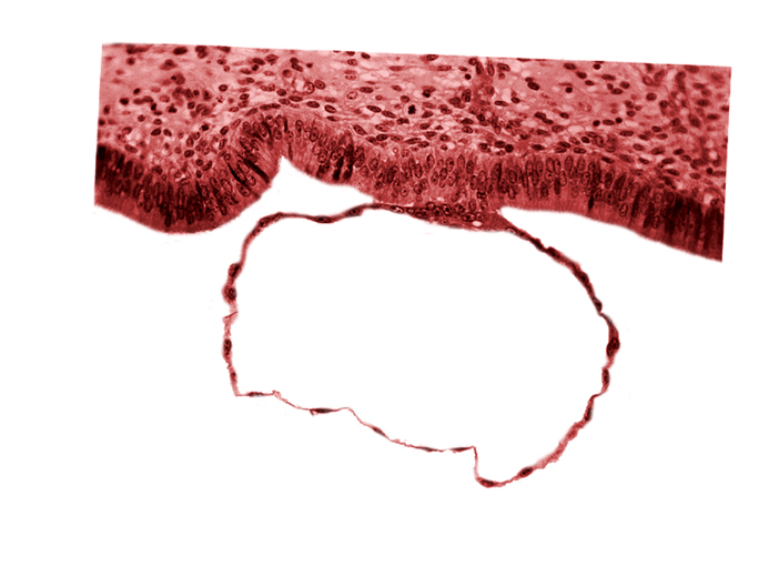 blastocystic cavity (blastocoele), cytotrophoblast, endometrial (uterine) epithelium, mural trophoblast, syncytiotrophoblast