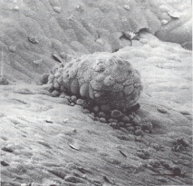 Embryo attached to an endometrial cell culture