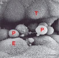 Contact area between the embryo and the endometrial cell culture