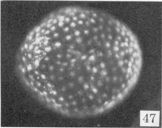 Gross view of embryo