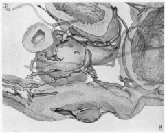 Cross-sectional view of embryo