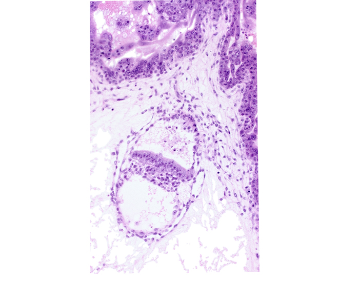 amniotic cavity, cephalic edge of presumptive amniotic duct, embryonic endoderm, embryonic mesoderm, epiblast, extra-embryonic endoderm, extra-embryonic mesoblast, presumptive gastrulation (primitive) node, primordial connecting stalk, two-layered amnion