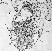 Endodermal cells