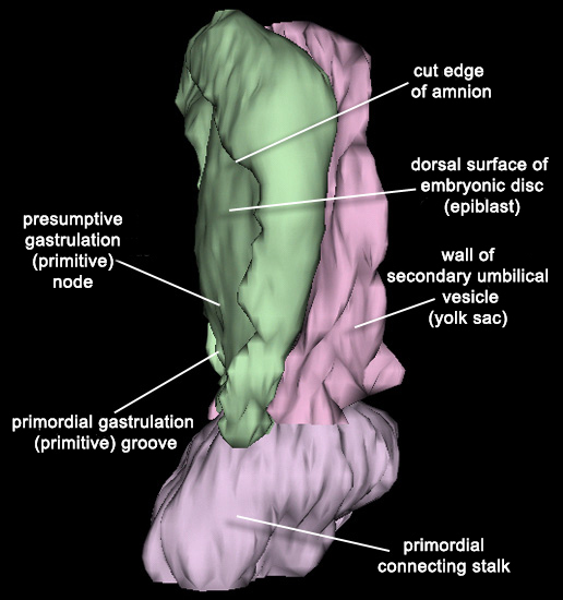 Embryo - Lateral