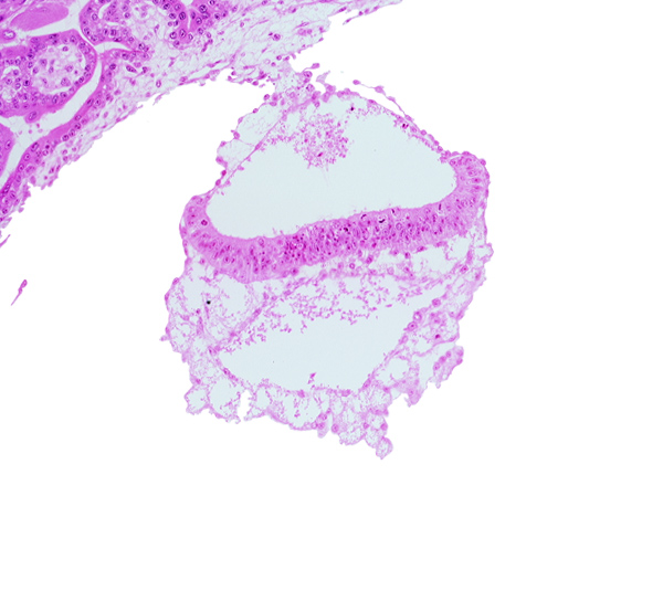 amniotic cavity, cephalic end of notochordal process, epiblast, extra-embryonic endoderm, hemangiogenic tissue, hypoblast, mesothelium of umbilical vesicle, presumptive neural plate, two-layered amnion, umbilical vesicle cavity