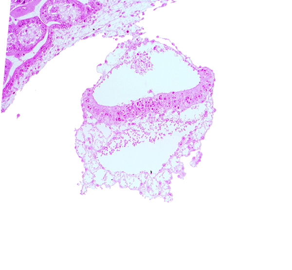 amniotic cavity, cephalic end of notochordal process, epiblast, extra-embryonic endoderm, head mesenchyme, hemangiogenic tissue, hypoblast, mesothelium of umbilical vesicle, presumptive neural plate, two-layered amnion, umbilical vesicle cavity