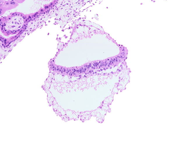 amniotic mesenchyme, epiblast, hemangiogenic tissue, hypoblast, mesothelium of umbilical vesicle, notochordal process, presumptive neural plate, two-layered amnion, umbilical vesicle wall