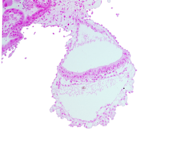 cephalic part of amniotic duct, connecting stalk, embryonic endoderm, embryonic mesoderm, extra-embryonic ectoderm, extra-embryonic endoderm, transition from gastrulation node to gastrulation (primitive) streak, umbilical vesicle cavity