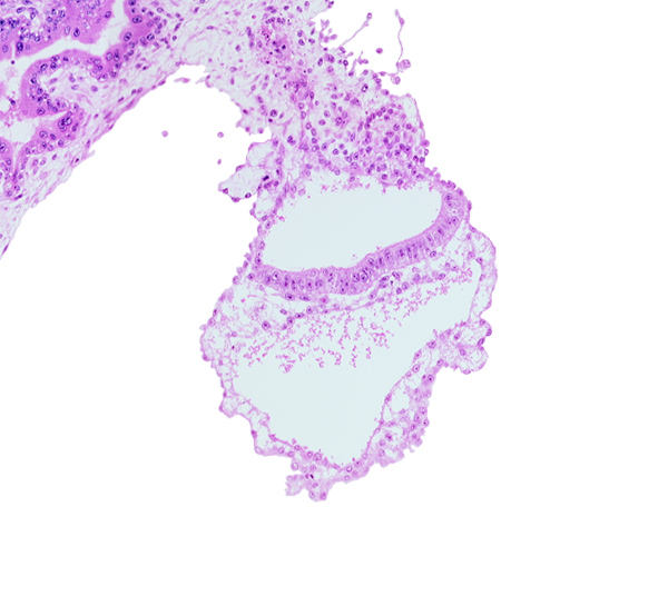 caudal part of amniotic duct, gastrulation (primitive) groove, hemangiogenesis, mesothelium, presumptive angioblastic tissue, primordial blood cells in primordial blood vessel, primordial blood vessel(s)