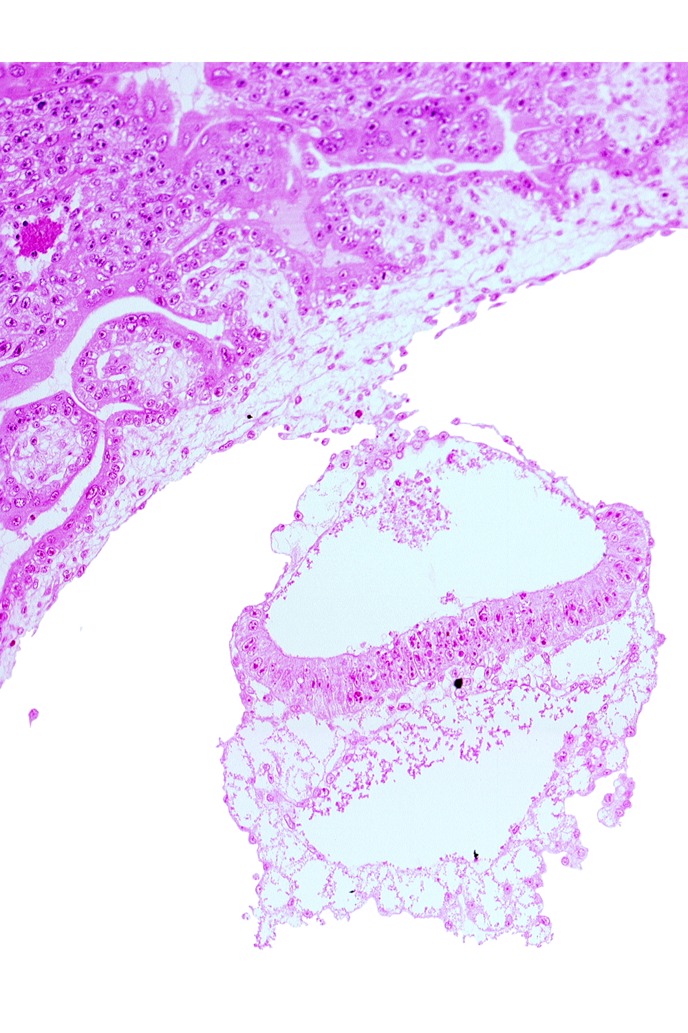 amniotic cavity, cephalic end of notochordal process, epiblast, extra-embryonic endoderm, head mesenchyme, hemangiogenic tissue, hypoblast, mesothelium of umbilical vesicle, presumptive neural plate, two-layered amnion, umbilical vesicle cavity