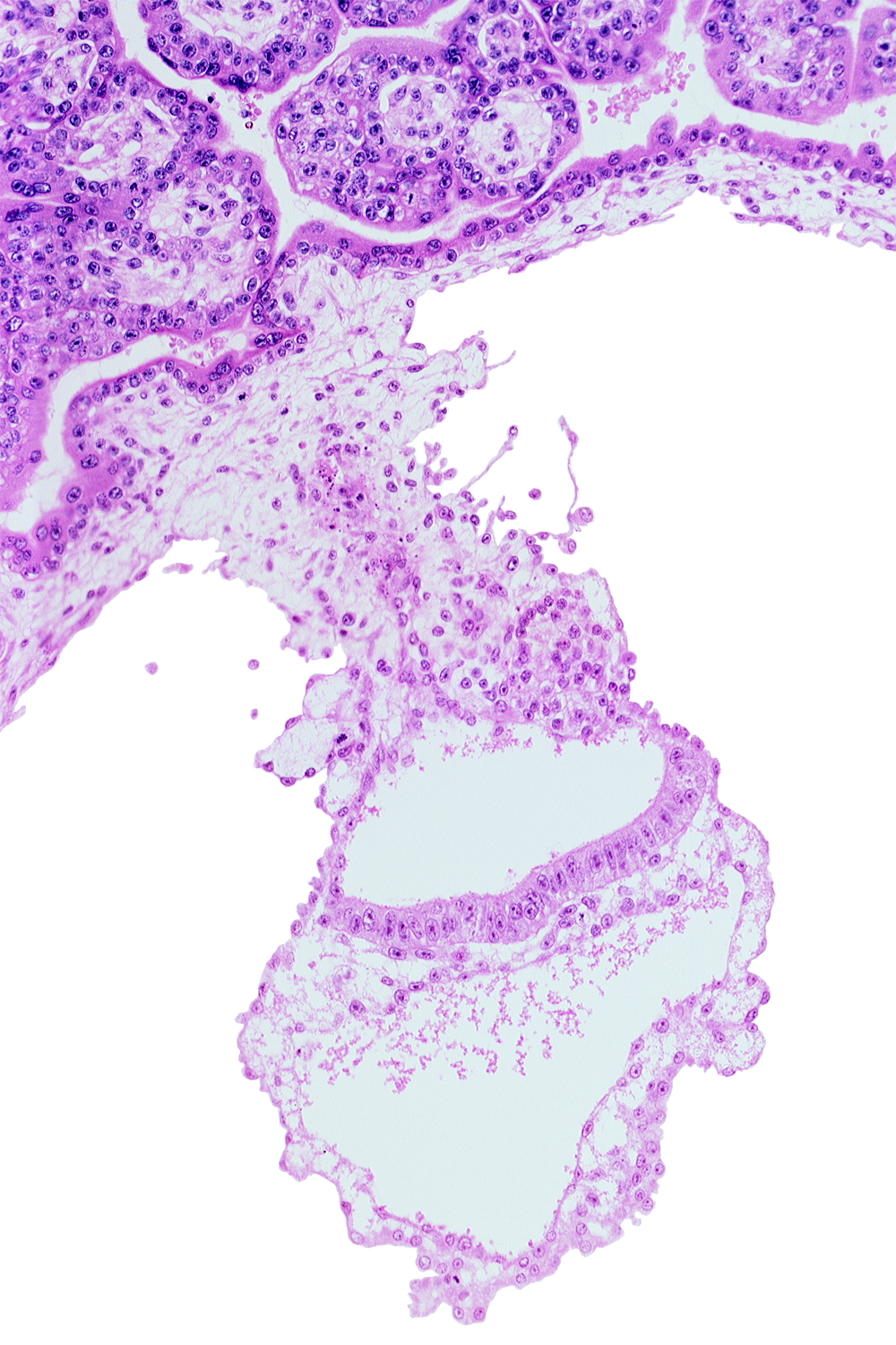 caudal part of amniotic duct, gastrulation (primitive) groove, hemangiogenesis, mesothelium, presumptive angioblastic tissue, primordial blood cells in primordial blood vessel, primordial blood vessel(s)