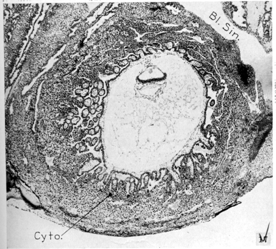 Enlarged part of the preceding section