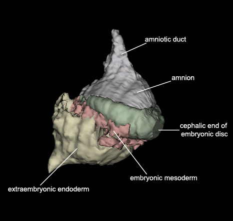 Embryo - Lateral 2