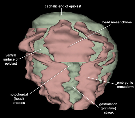 Embryo - Ventral