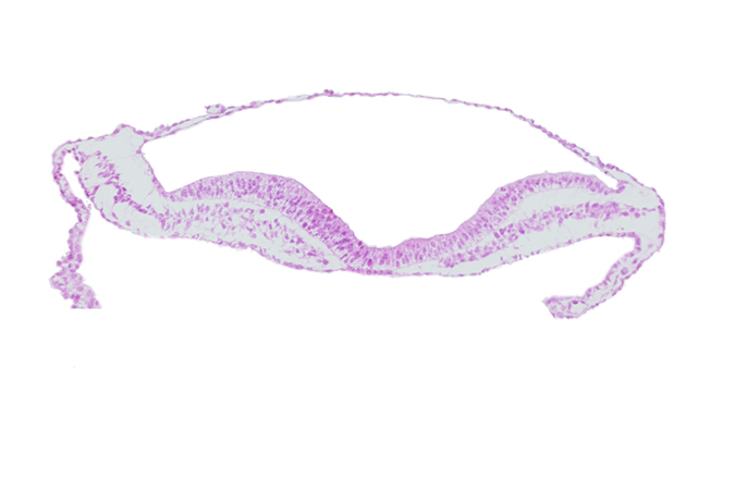 endoderm, neural fold, neural groove, umbilical vesicle hemangiogenesis