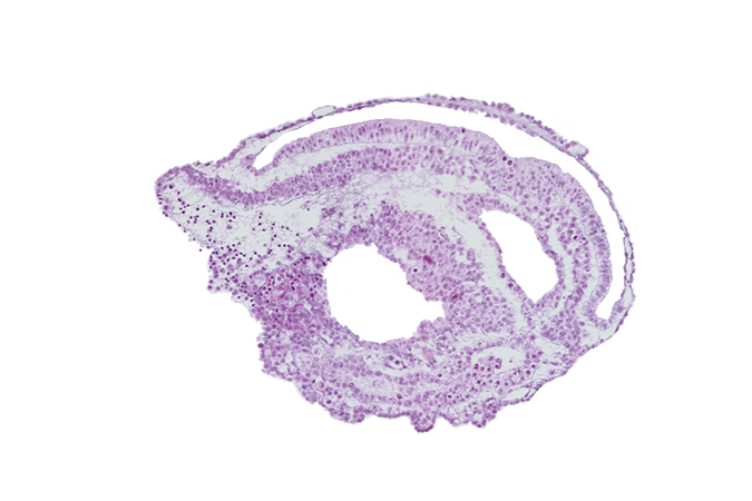 connecting stalk, embryonic endoderm, extra-embryonic coelom, extra-embryonic ectoderm, extra-embryonic endoderm, extra-embryonic mesoderm, gastrulation (primitive) groove, gastrulation (primitive) streak, junction of allantoic diverticulum and umbilical vesicle cavity, umbilical vesicle cavity